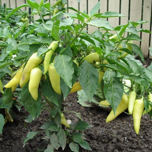 Pepper - Yellow Banana