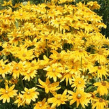 Rudbeckia - Prairie Sun