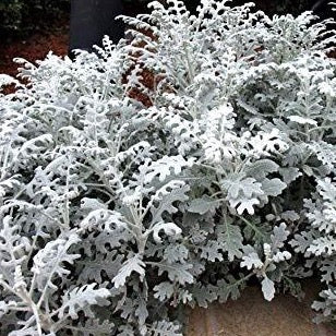 Dusty Miller - Silver Dust