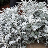 Dusty Miller - Silver Dust