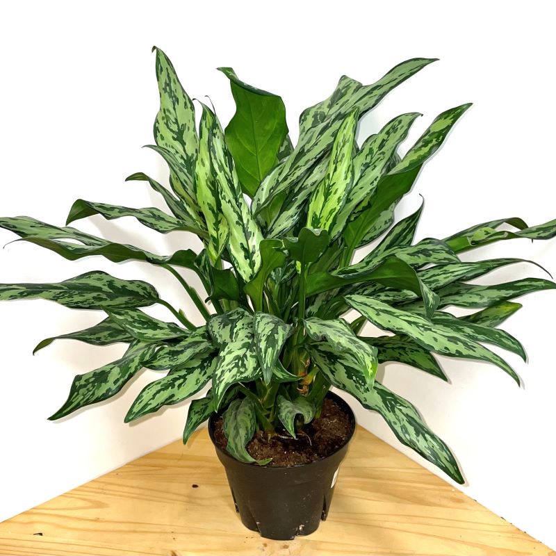 AGLAONEMA JULIETTE