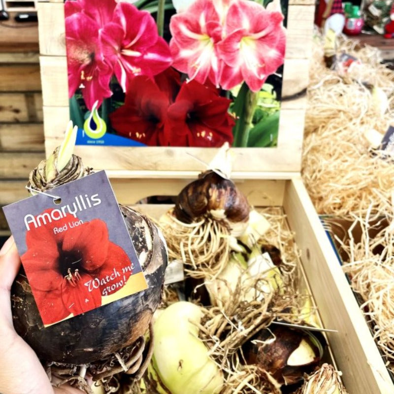 AMARYLLIS BULB