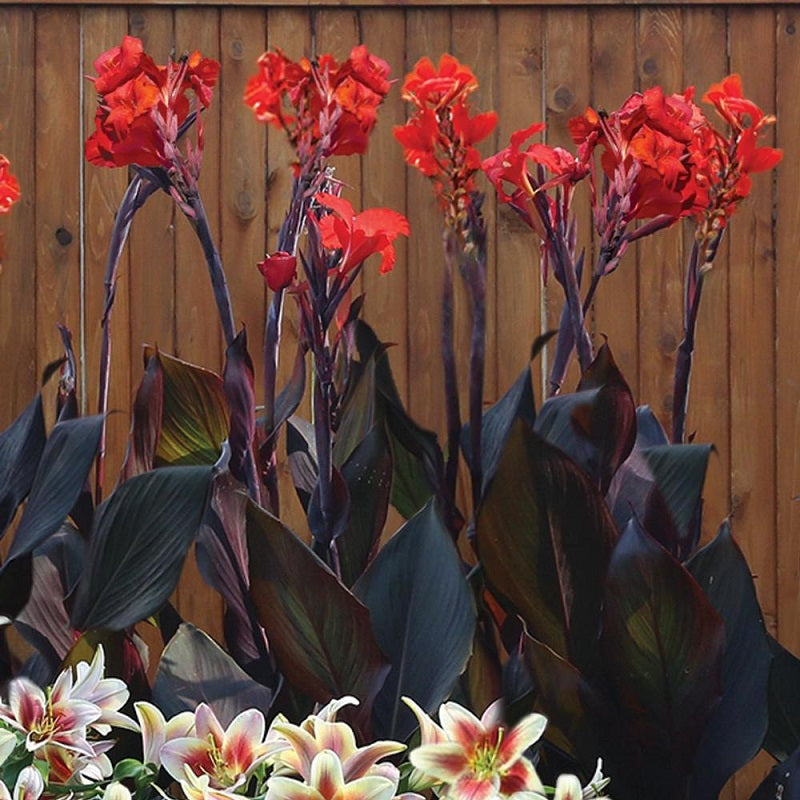 Canna Lily - Australia