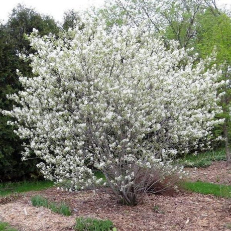 SERVICEBERRY AUTUMN BRILLIANCE