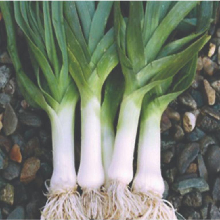 Leek