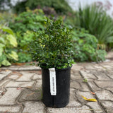 BOXWOOD GREEN VELVET