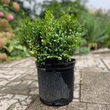 BOXWOOD GREEN VELVET