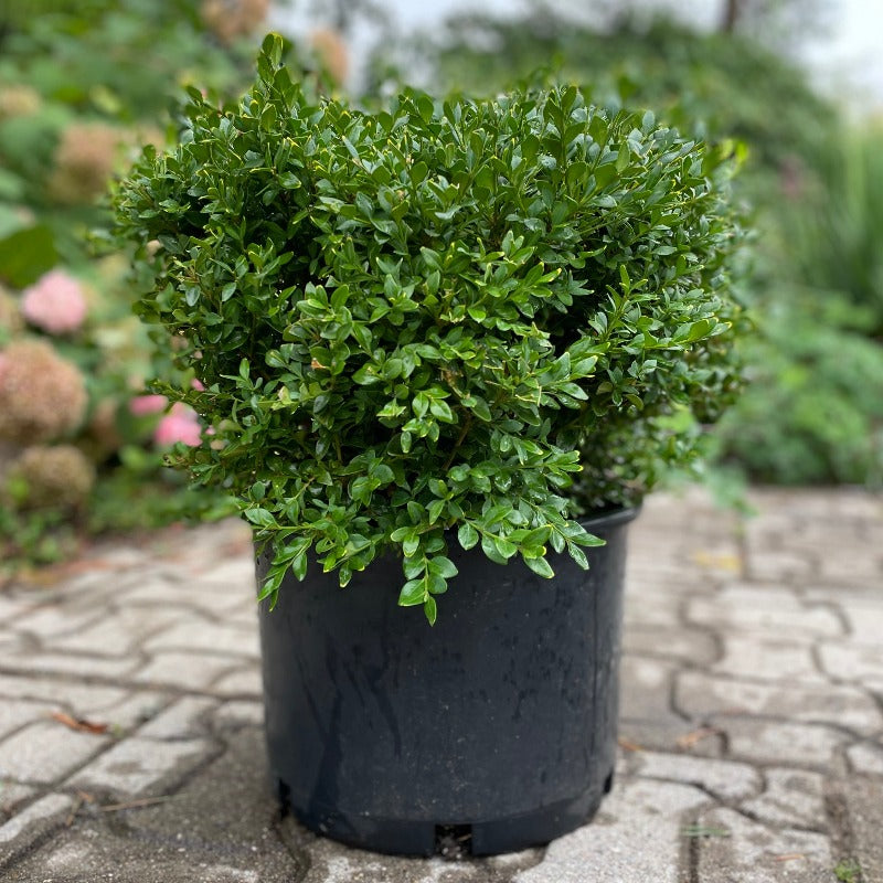 BOXWOOD GREEN VELVET