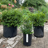 BOXWOOD GREEN VELVET