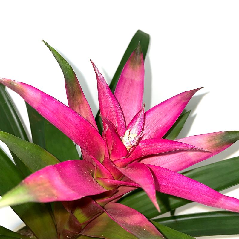 BROMELIAD GUZMANIA