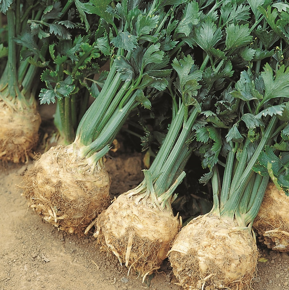 Celeriac