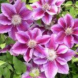 CLEMATIS KILIAN DONAHUE