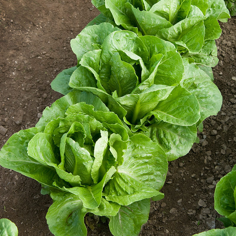 Lettuce - Romaine