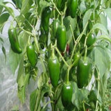 Pepper - Jalapeno