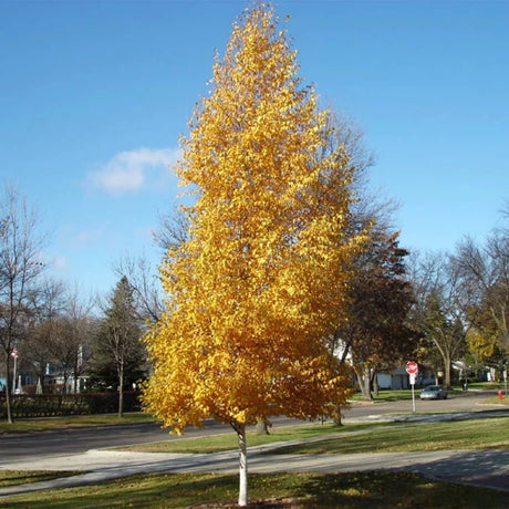 BIRCH DAKOTA PINNACLE