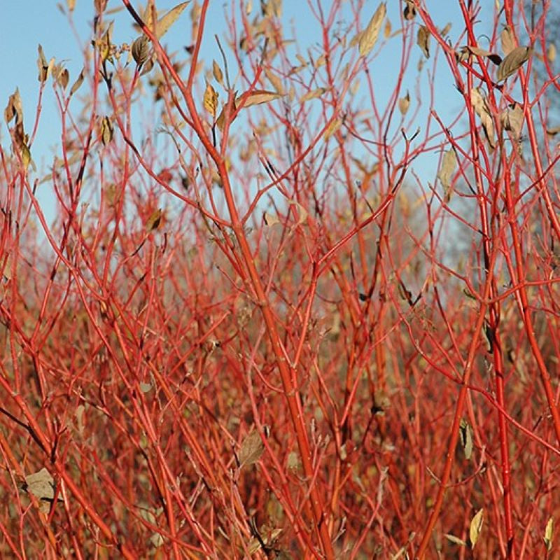 DOGWOOD CARDINAL