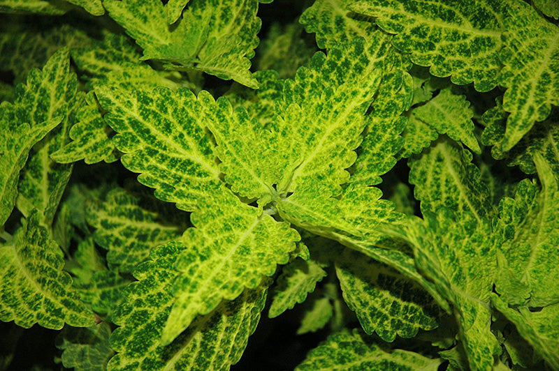 Coleus Main Street River Walk