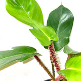 PHILODENDRON SQUAMIFERUM