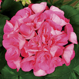 Geranium - Zonal Pink