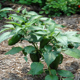 Pepper - Jalapeno