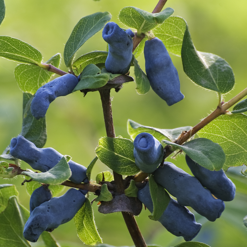 HASKAP BERRY BLUE&AURORA