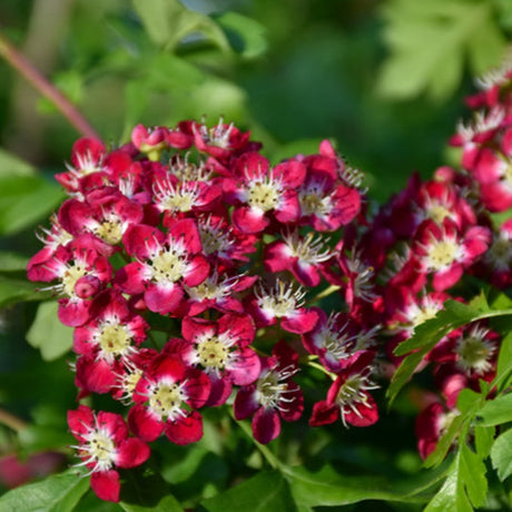 HAWTHORN CRIMSON CLOUD