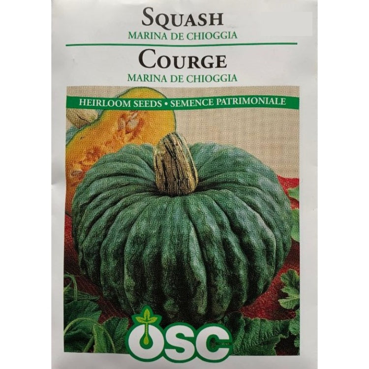 Squash Seeds- Marina De Chioggia