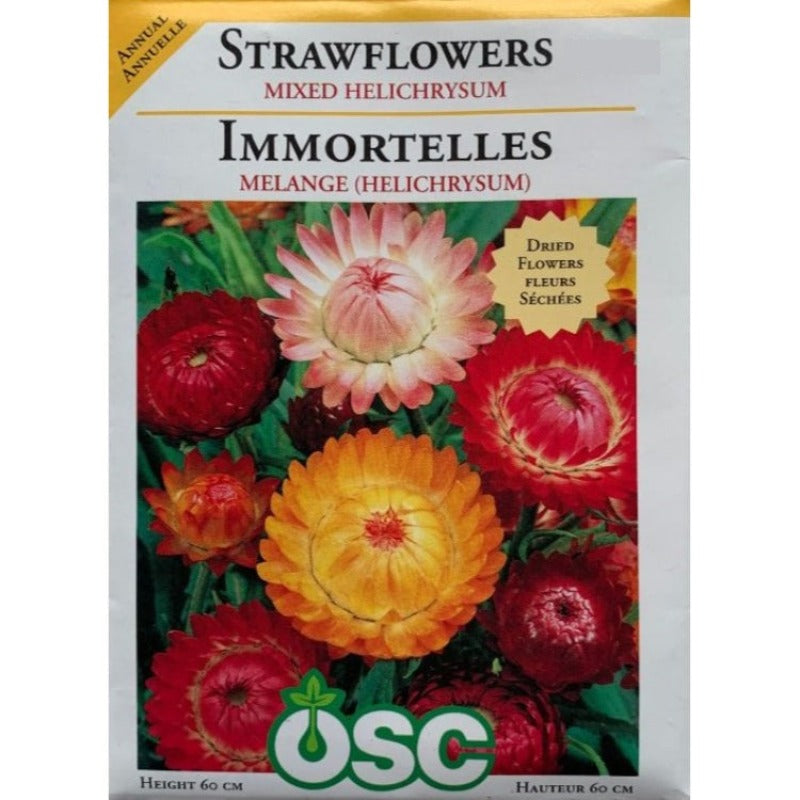 Strawflowers Seeds- Mixed Helichrysum