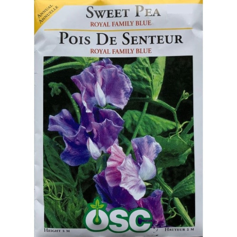 Sweet Peas Seeds- Royal Family Blue