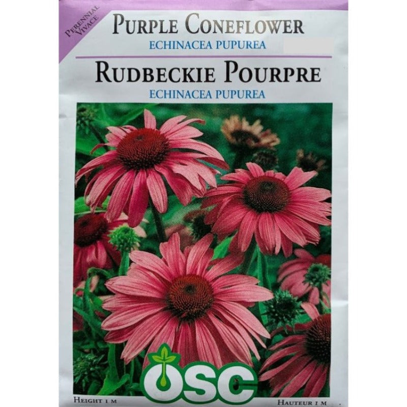 Purple Coneflower Seeds- Echinacea Pupurea