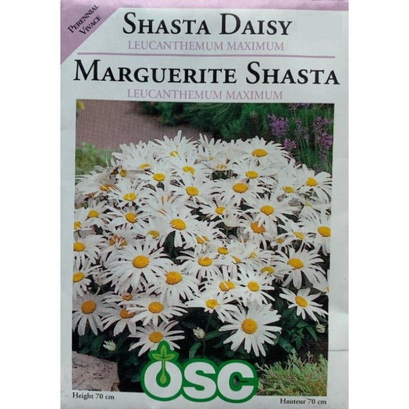 Shasta Daisy Seeds- Leucanthemum Maximum