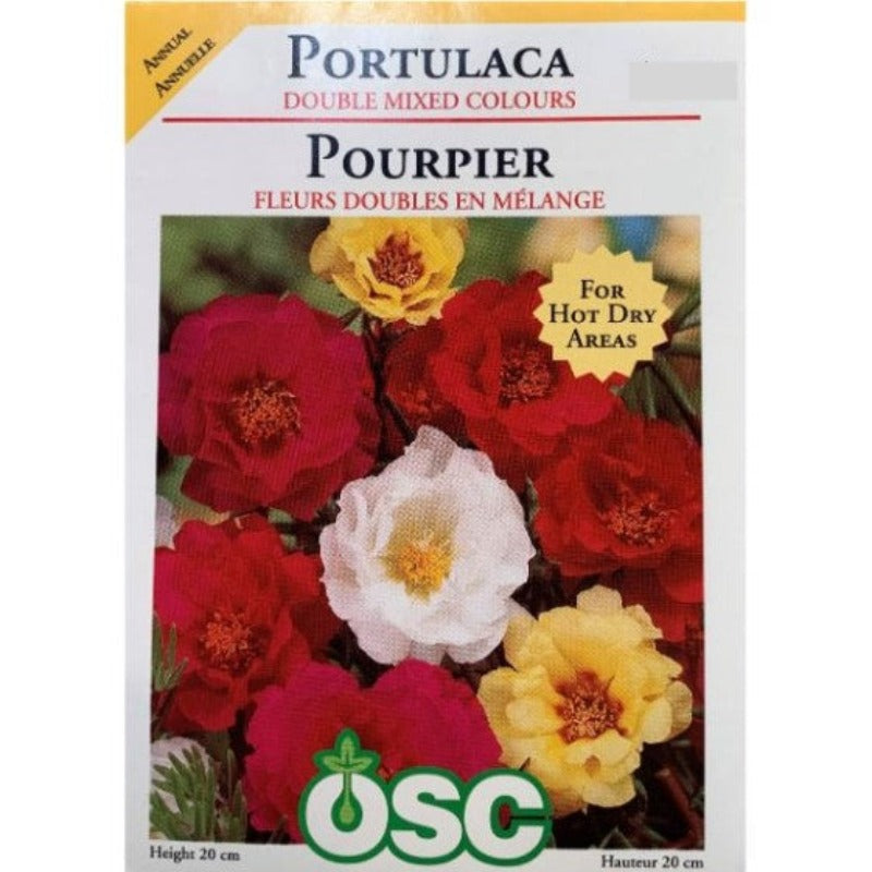 Portulaca - Double Mixed Colours