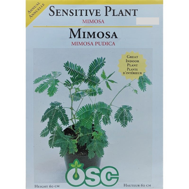 Sensitive Plant Seeds- Mimosa