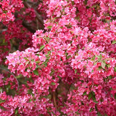 CRABAPPLE PRAIRIEFIRE