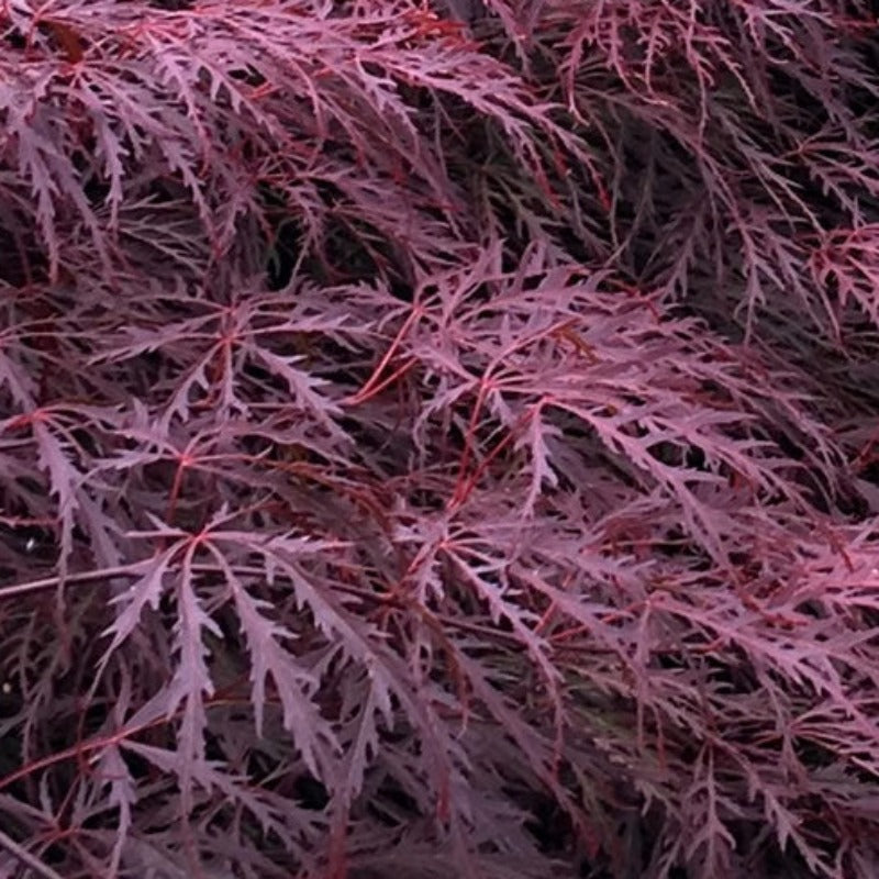 JAPANESE MAPLE INABE SHIDARE – Knippel Garden Centre