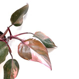 PHILODENDRON PINK PRINCESS