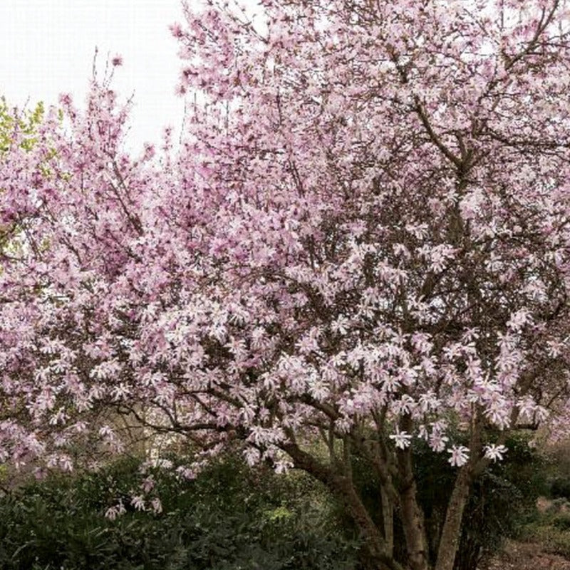 MAGNOLIA LEONARD MESSEL