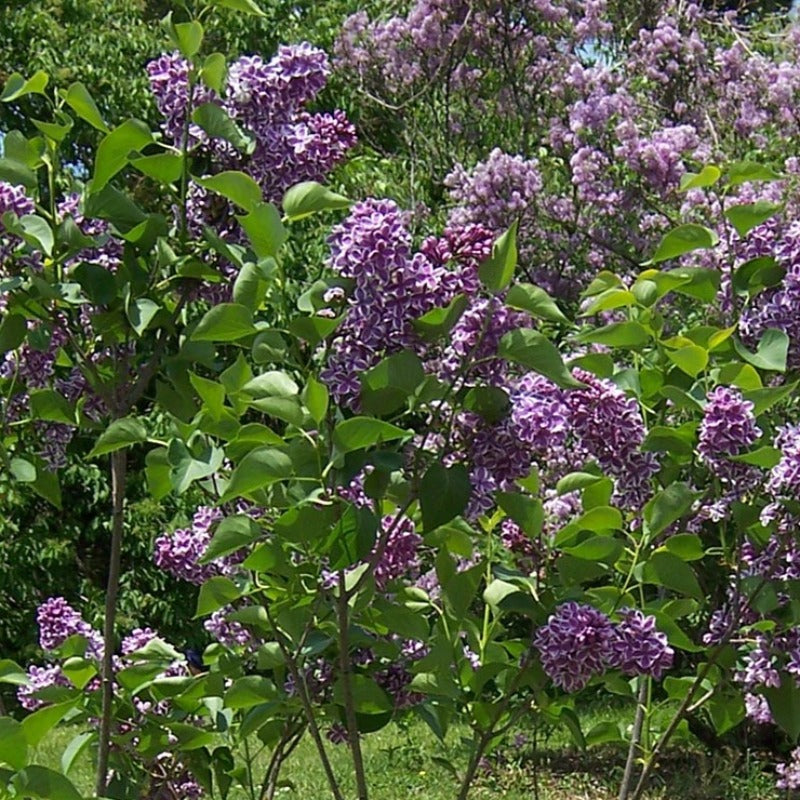 LILAC SENSATION