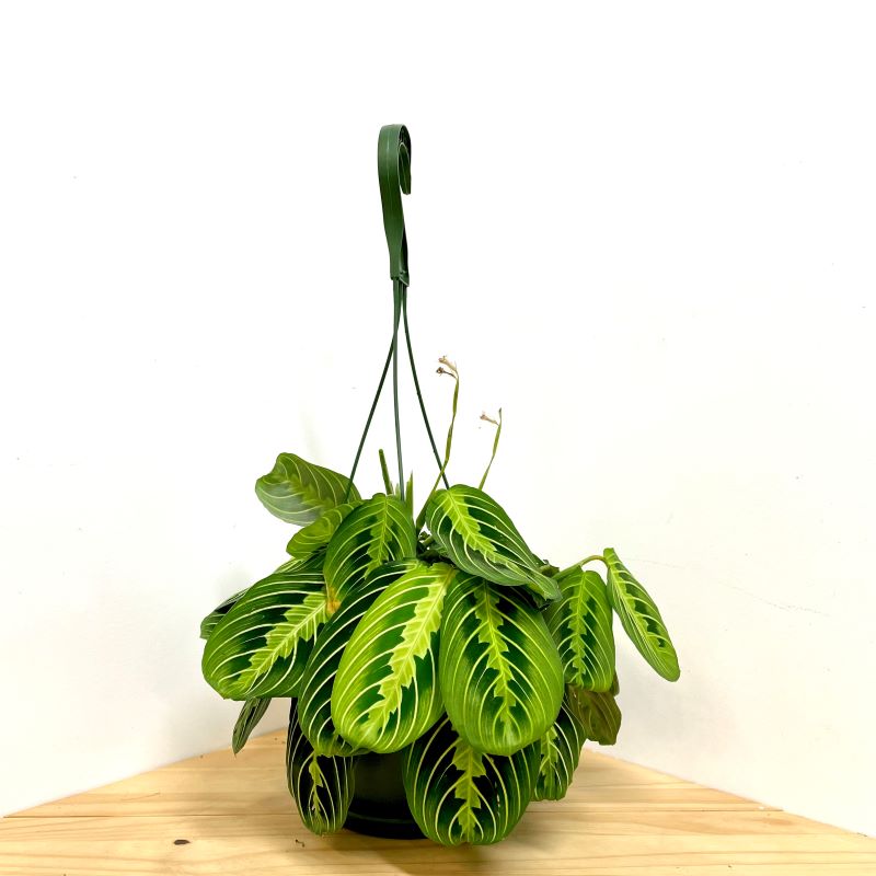 MARANTA LEMON LIME