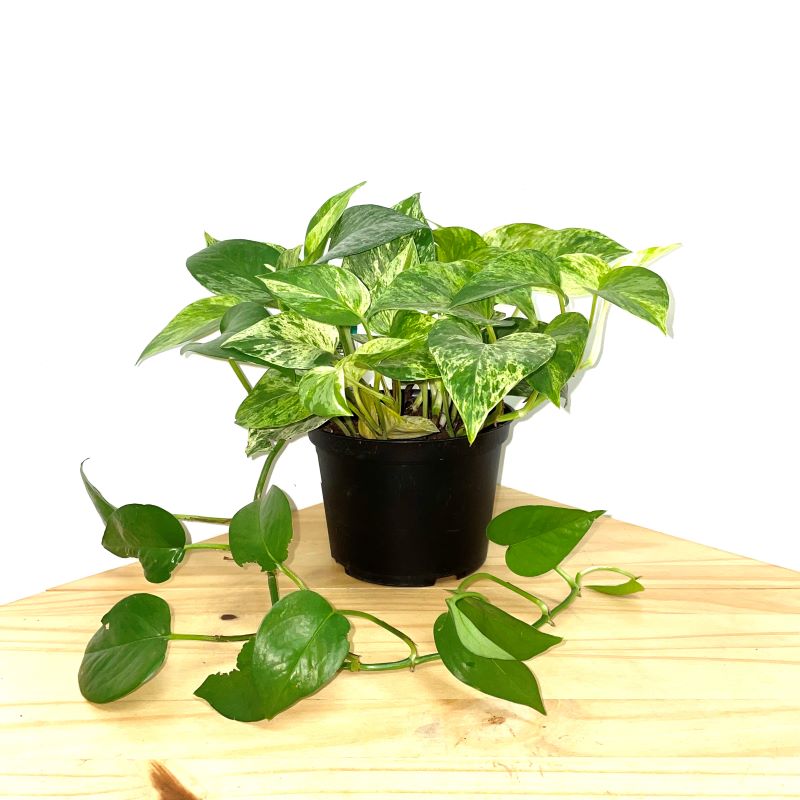 POTHOS MARBLE QUEEN