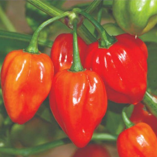 Pepper - Habanero