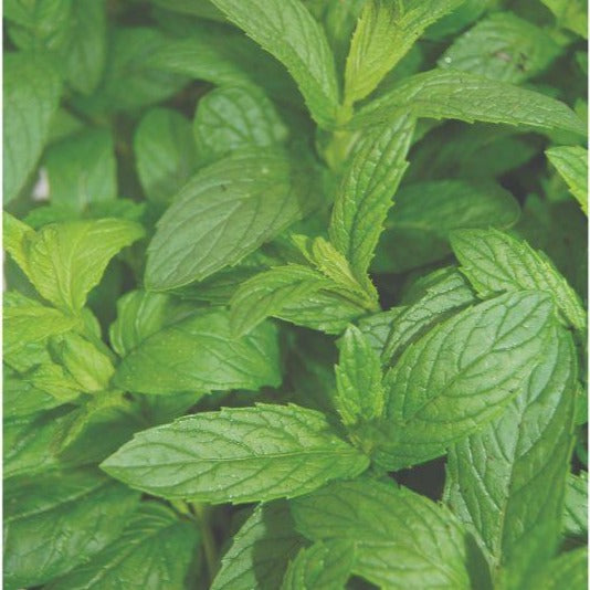 Mint - Spearmint