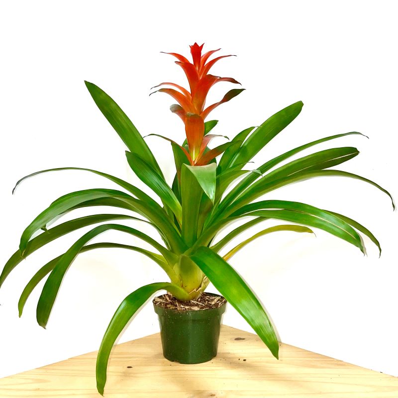 BROMELIAD GUZMANIA