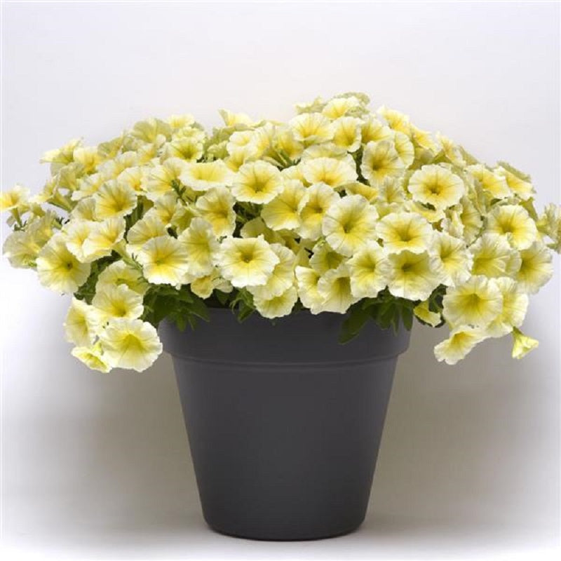 Wave Petunia - Yellow