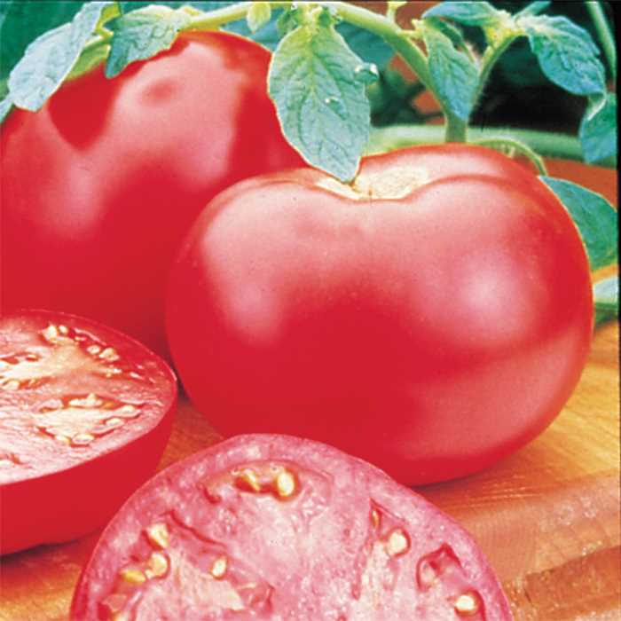 Tomato - Pink Girl