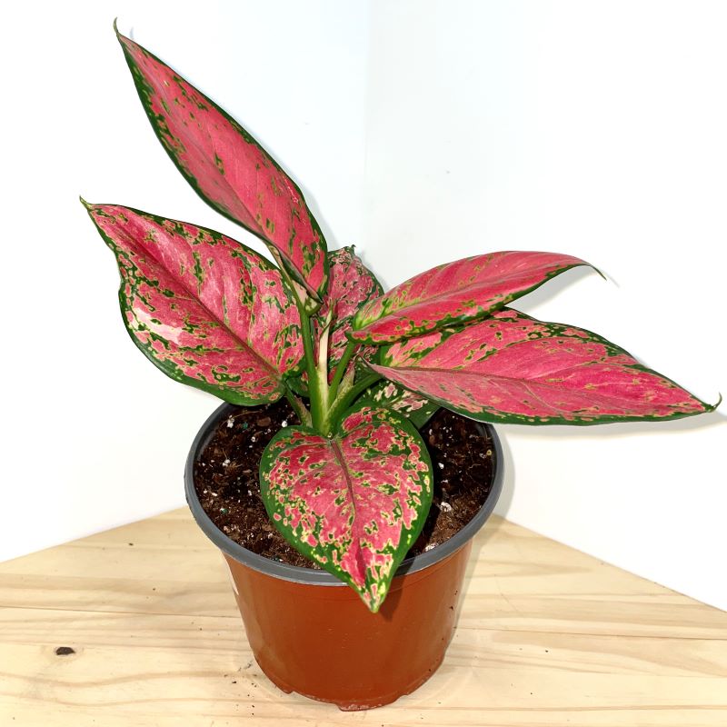 AGLAONEMA PINK VALENTINE