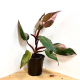 PHILODENDRON PINK PRINCESS