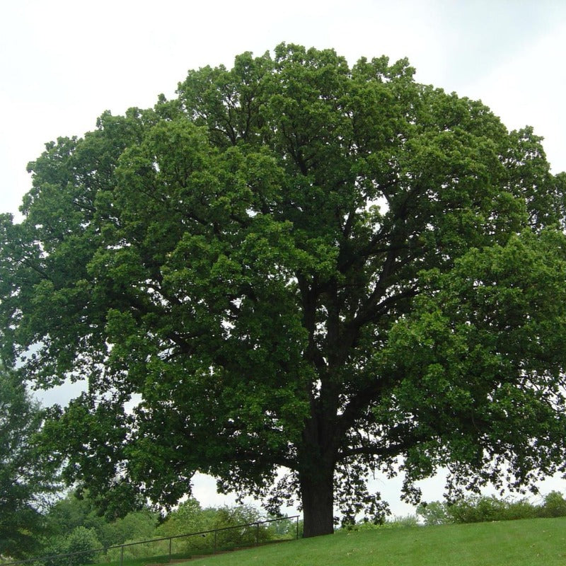 OAK BURR – Knippel Garden Centre