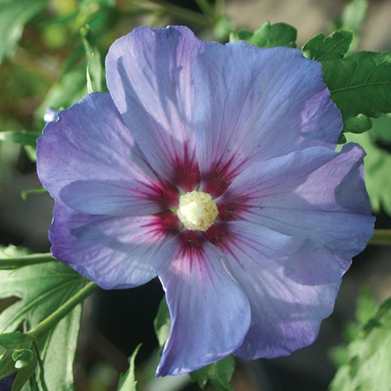 ROSE OF SHARON AZURRI BLUE SATIN