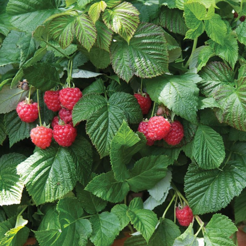 RASPBERRY SHORTCAKE